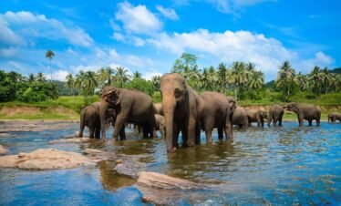 Pinnawala Elephant Orphanage – Srilanka 5N 6D